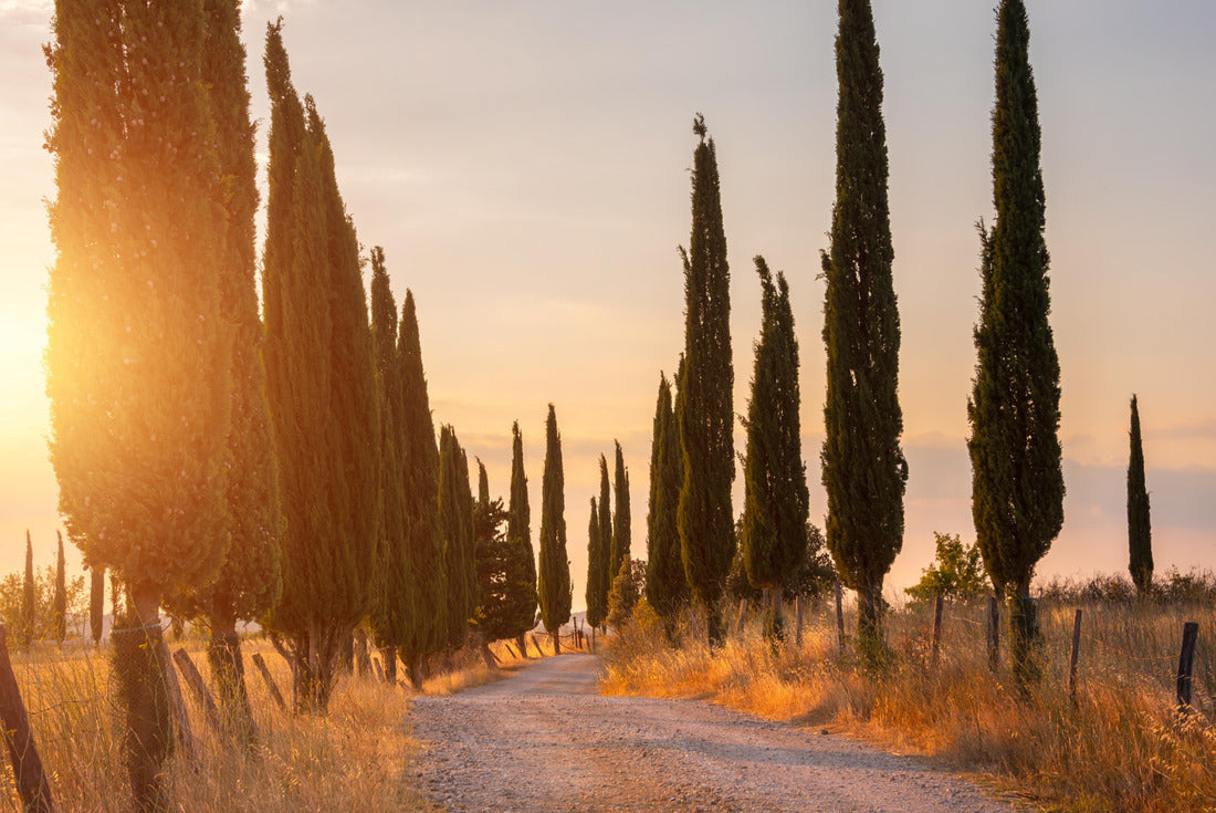 Country road with cypress trees at sunset. Typical landscape in Tuscany, Italy 2000pc Puzzle