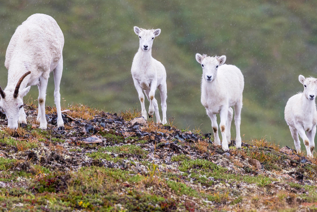 Wild mountain goats grazing for food on the side of a mountain in Lake Clark National Park in Alaska 2000pc Puzzle