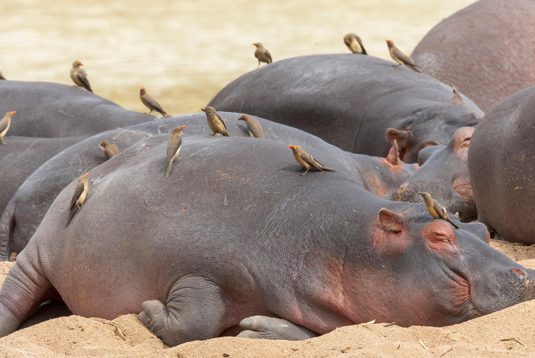 Noah Jigsaw Puzzle Africa, Tanzania. Red-billed woodpecker warming over sleeping hippos 2000 pieces