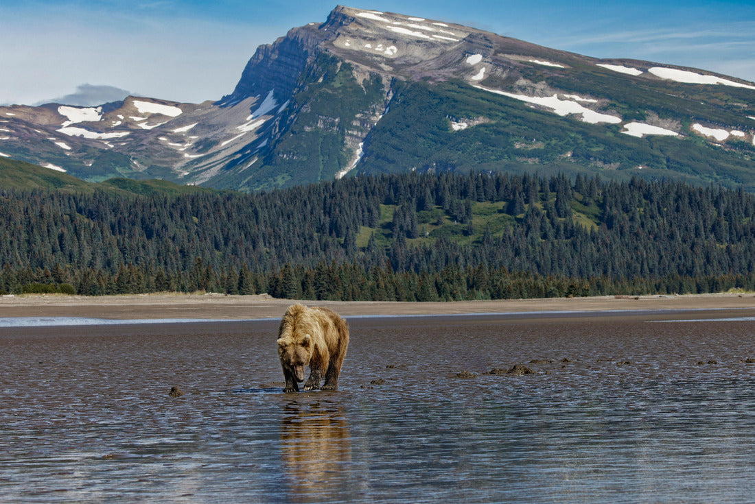 Adult female grizzly bear clamming, Lake Clark National Park and Preserve, Alaska 2000pc Puzzle