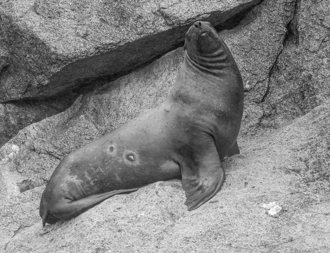 Noah Jigsaw Puzzle Uphill view on empty Sighisoara street with colorful medieval houses, Romania in black white 1000 pieces