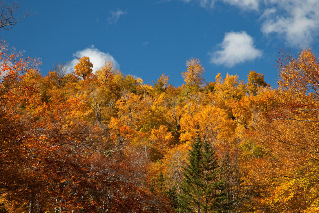 Vermont Fall Foliage 2000pc Puzzle
