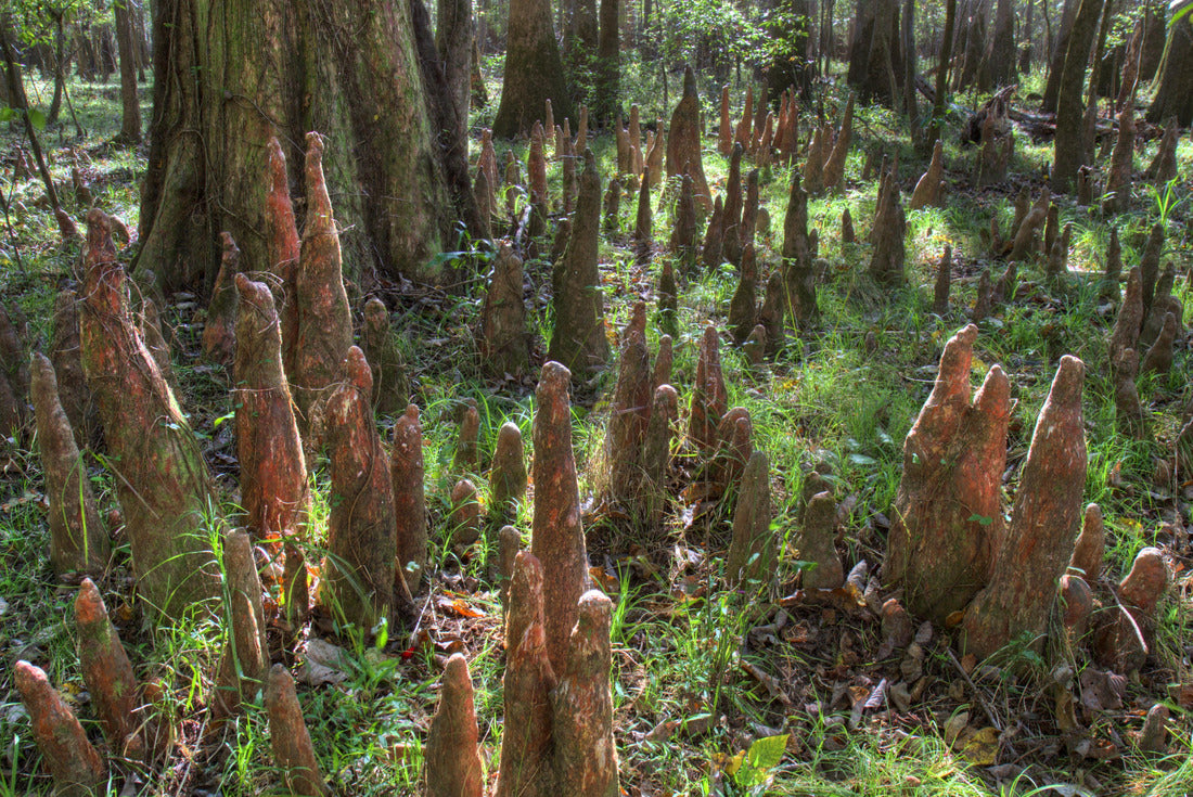 Noah Jigsaw Puzzle Bald Cypress Knees, Congaree National Park 2000 pieces
