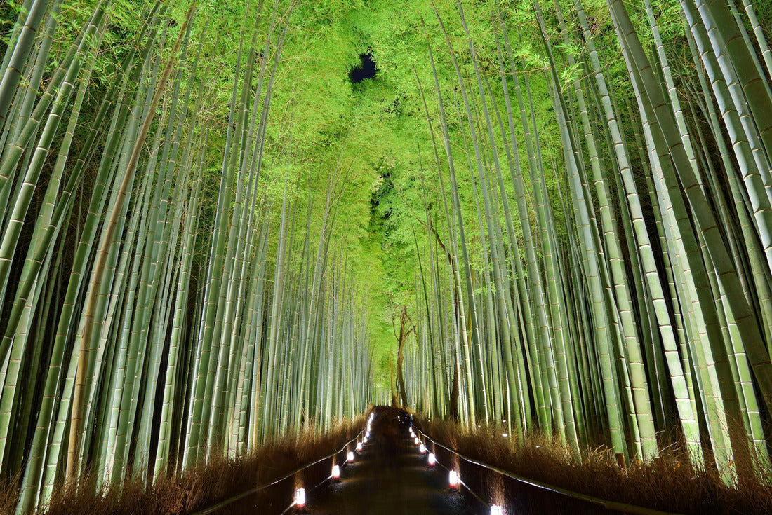 The bamboo forest of Kyoto, Japan 2000pc Puzzle