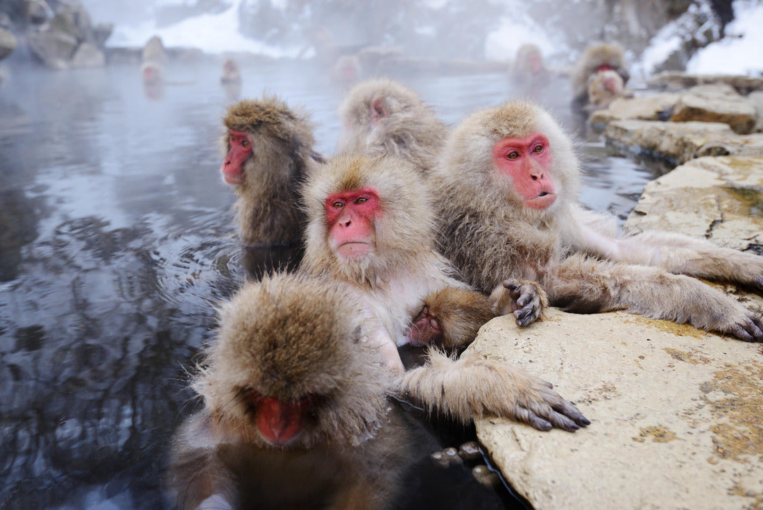 Noah Jigsaw Puzzle Japanese Snow Monkeys 2000 pieces