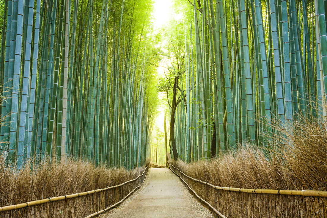 Kyoto, Japan bamboo forest 2000pc Puzzle