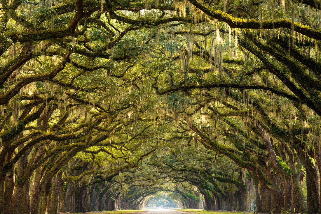 A stunning long walk lined with old oak trees draped in Spanish moss in the warm late afternoon near Savannah, Georgia 2000pc Puzzle