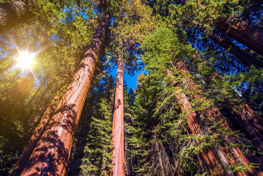 Giant Sequoias Forest. Sequoia National Forest in California Sierra Nevada Mountains, United States 2000pc Puzzle
