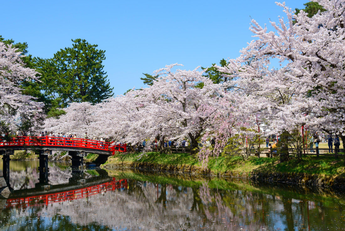 Cherry blossoms in Hirosaki Castle Park in Hirosaki, Aomori, Japan 2000pc Puzzle