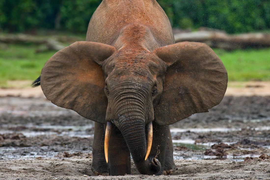Noah Jigsaw Puzzle Forest elephant drinking, Central African Republic 2000 pieces
