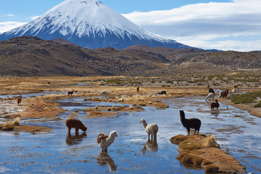 Alpaca (Vicugna pacos) grazing in a wetland also known as Bofedal in Spanish, at the base of the snow-capped Parinacota volcano, 6324 m high, in the altiplano of northern Chile 2000pc Puzzle
