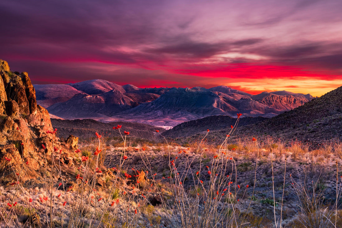 Breathtaking sunset in Big Bend National Park with bright orange ocotillo flowers in the foreground 2000pc Puzzle