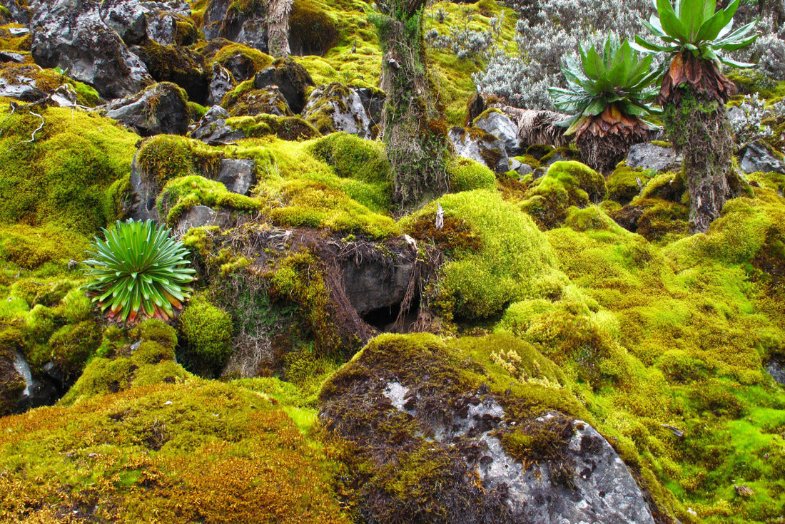 Noah Jigsaw Puzzle Hiking in Ruwenzori Mountains, Uganda, Africa 2000 pieces