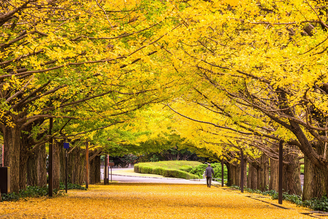Tokyo, Japan autumn park in the morning 2000pc Puzzle