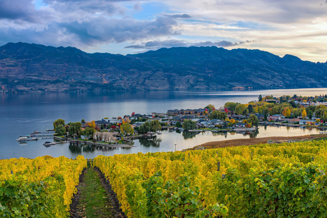 Vineyard overlooking a subdivision of Okanagan Lake Kelowna British Columbia Canada in the fall 2000pc Puzzle
