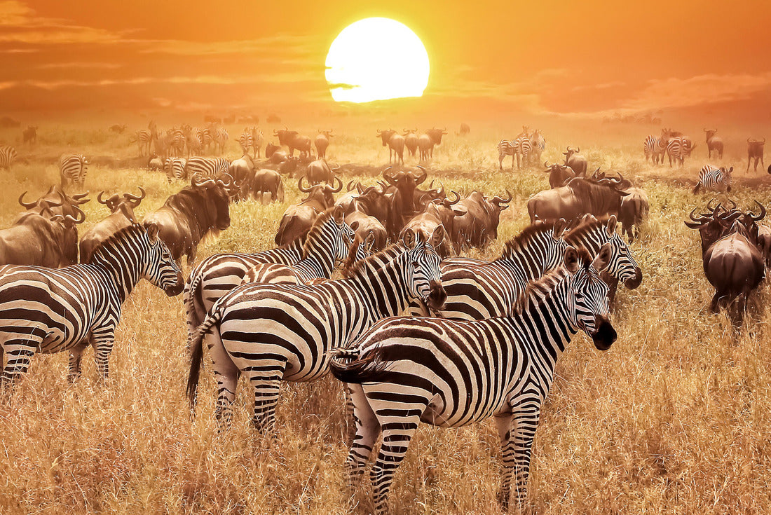 Zebra at sunset in Serengeti National Park, Tanzania 2000pc Puzzle