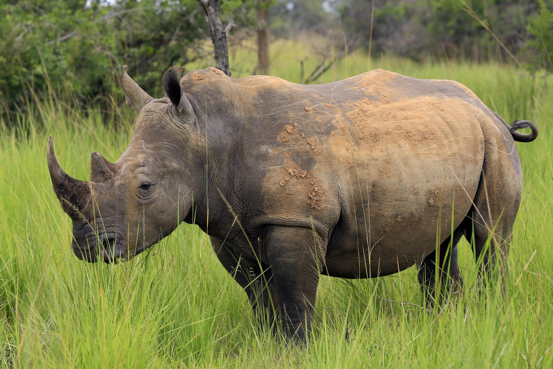 White Rhino (Ceratotherium simum). Rhino walking in Ziwa Rhino Sanctuary, Uganda 2000pc Puzzle