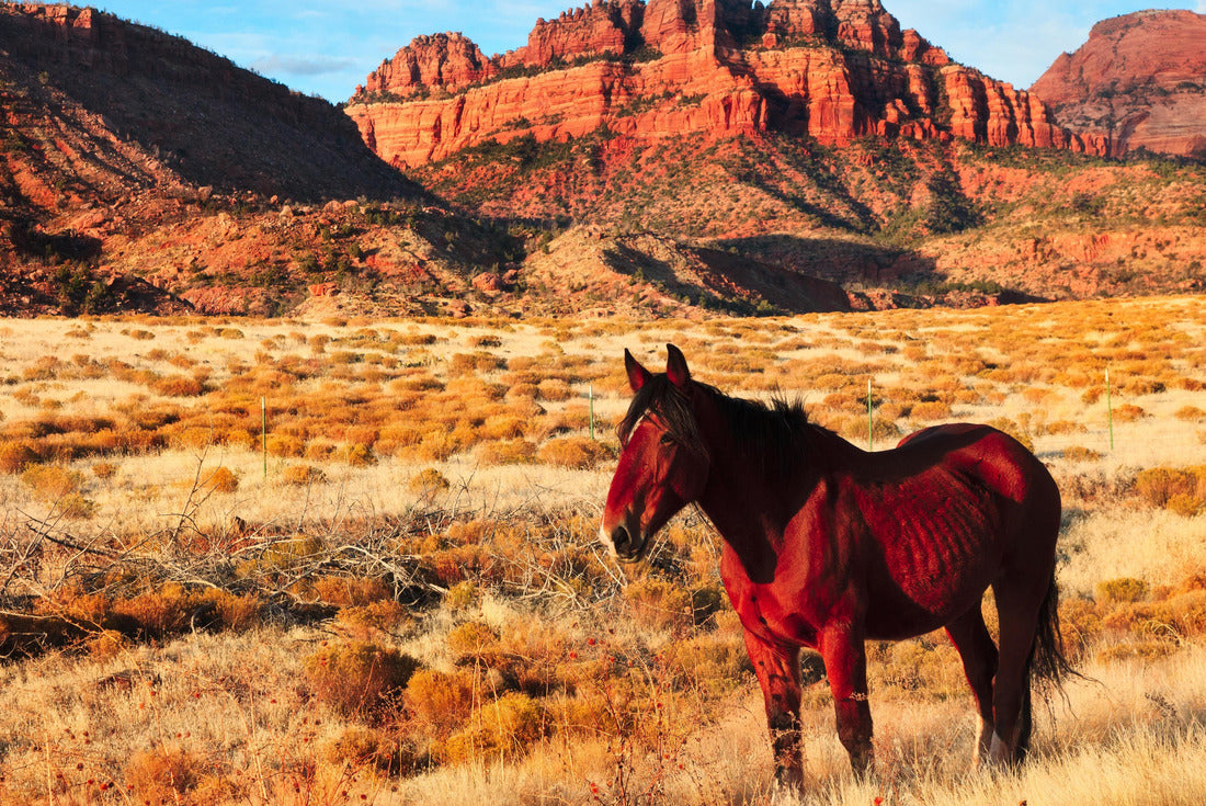 Noah Jigsaw Puzzle Horse in Zion National Park 2000 pieces