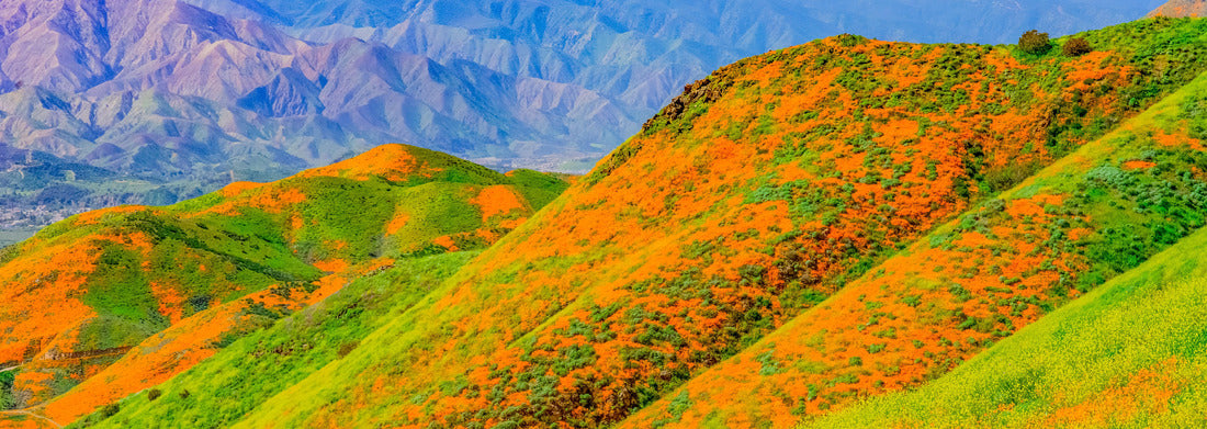 Noah Jigsaw Puzzle Yellow mustard and California poppies bring brilliant color to the hills of Riverside County, California panorama 1000 pieces