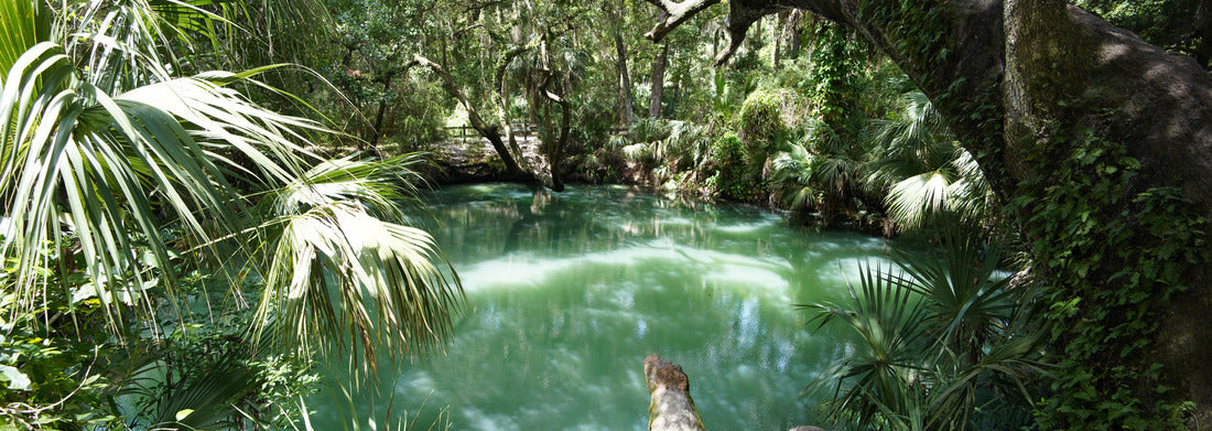 Noah Jigsaw Puzzle Deltona, Florida/USA: The park of the green springs is embedded in nature with green spring water panorama 1000 pieces