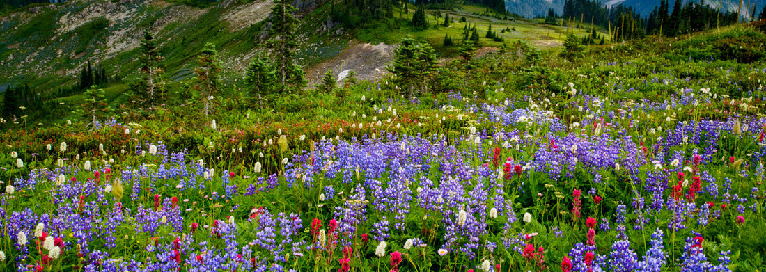 Noah Jigsaw Puzzle USA, Washington State, Mount Rainier National Park. Wildflowers carpet the edge of Paradise hiking trail panorama 1000 pieces
