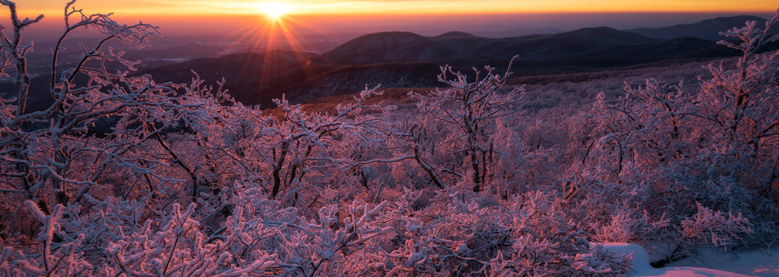 Noah Jigsaw Puzzle Rime ice lines the trees at sunrise in Shenandoah National Park, Virginia panorama 1000 pieces