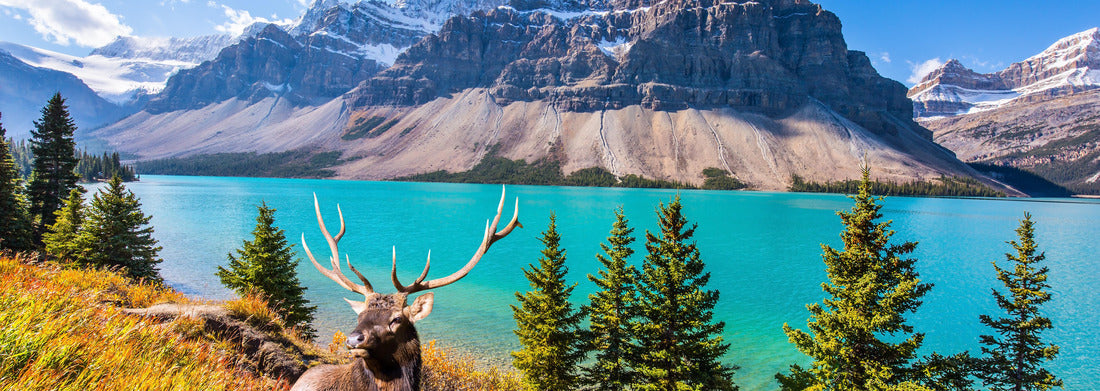 Noah Jigsaw Puzzle The deer with ramified anthrax rests in the tall grass. Pine trees around the glacial lake Bow. The majestic rocky mountains of Canada panorama 1000 pieces