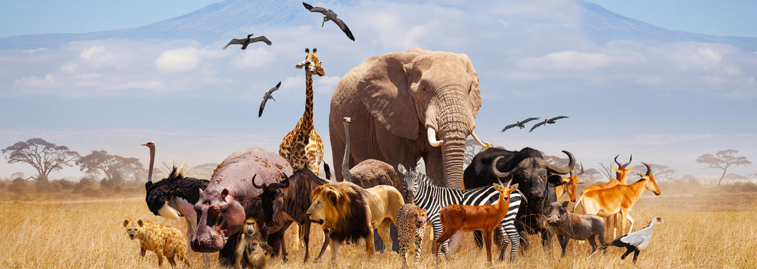 Noah Jigsaw Puzzle Group of many African animals giraffe, lion, elephant, monkey and others stand with the Kilimanjaro mountain on background panorama 1000 pieces