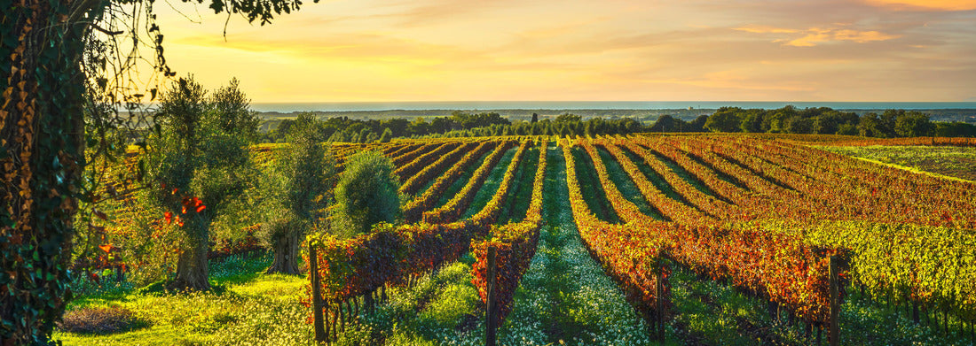 Noah Jigsaw Puzzle Vineyard Bolgheri, olive trees and flowers at sunset. Tree as a frame, autumn season. Landscape in Maremma, Tuscany, Italy panorama 1000 pieces