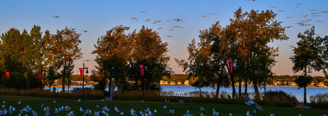 Noah Jigsaw Puzzle Flying Birds by Sylvan Lake Alberta Canada at sunrise panorama 1000 pieces
