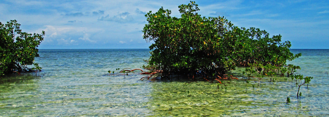 Noah Jigsaw Puzzle View of Biscayne Bay and Mangroves from Boca Chita Key, Biscayne National Park, Florida, USA panorama 1000 pieces