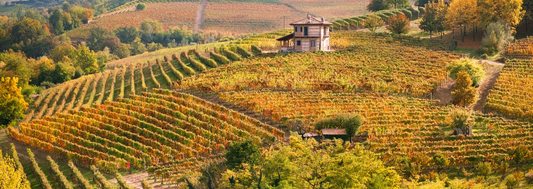 Noah Jigsaw Puzzle Barolo Langhe e Roero vineyards. Autumn landscape, Dolcetto, Barbaresco wine. Province of Cuneo, Piedmont, Italy panorama 1000 pieces