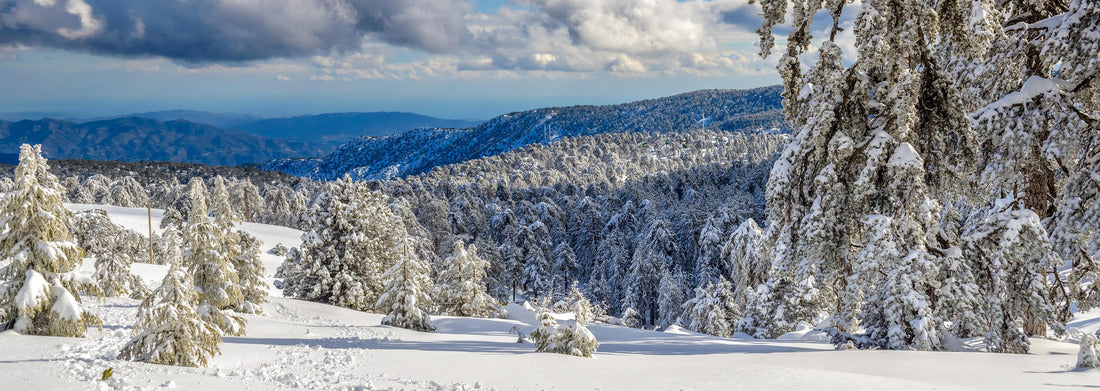 Winter forest landscape in Troodos, Cyprus 1000pc Panoramic Puzzle