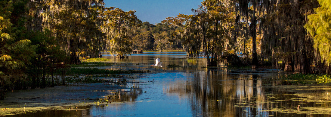 Noah Jigsaw Puzzle Lafayette, Louisiana, USA - White Egret flies in Cajun Swamp & Lake Martin, near Breaux Bridge and Lafayette Louisiana panorama 1000 pieces