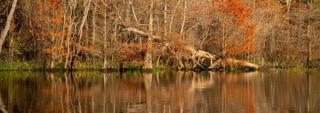 Noah Jigsaw Puzzle A fallen tree against the backdrop of fall colors in the Big Thicket National Preserve near Beaumont, Texas panorama 1000 pieces