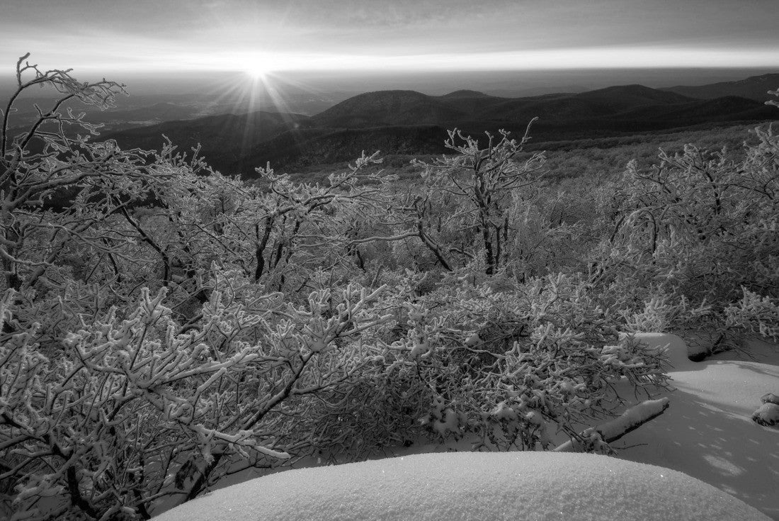 Noah Jigsaw Puzzle Rime ice lines the trees at sunrise in Shenandoah National Park, Virginia in black white 2000 pieces