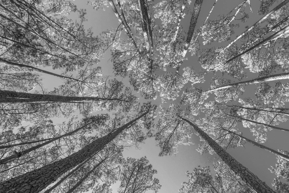 Noah Jigsaw Puzzle Congaree National Park of the US in black white 2000 pieces