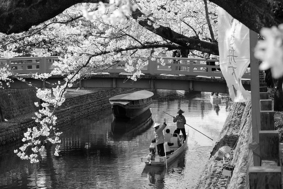 Tourists take a Hanami Boat Tour along Suimon-Gawa Canal under a red bridge and beautiful cherry blossoms (Sakura) in Ogaki 2000pc PuzzleBlack and White
