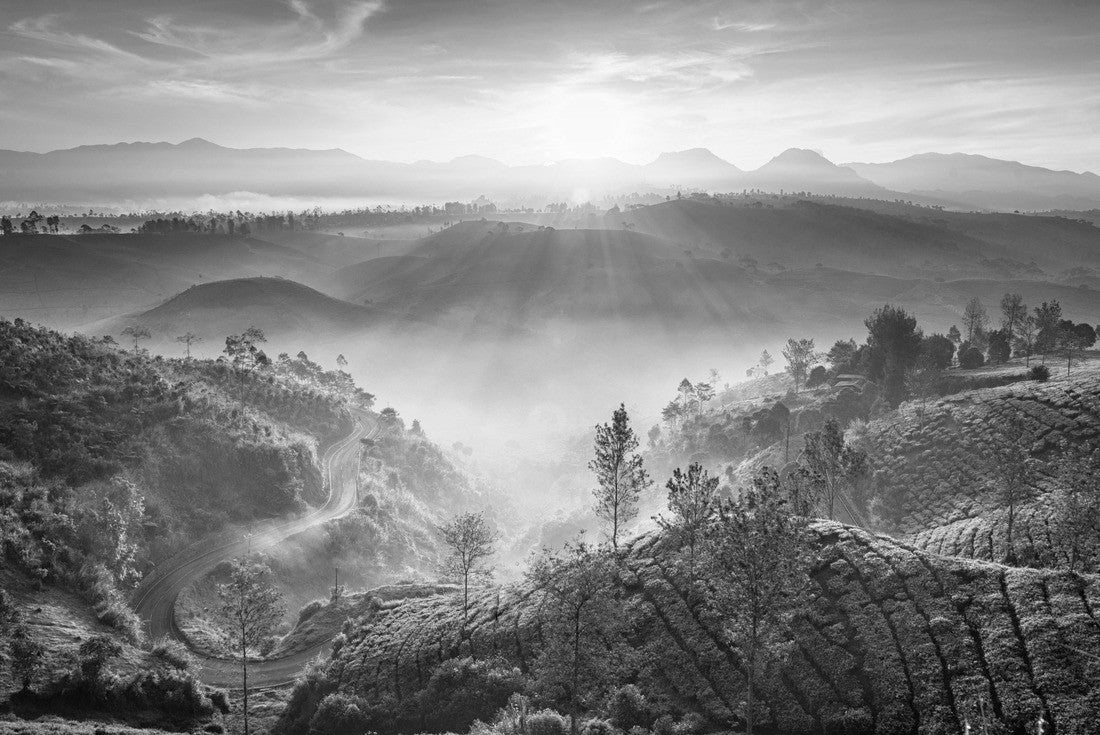 Noah Jigsaw Puzzle Foggy yet warm sunrise in Cukul Tea Garden, Bandung, Indonesia in black white 2000 pieces