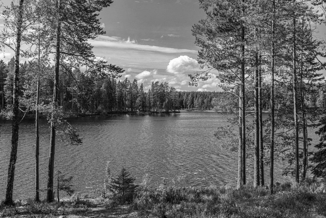 Noah Jigsaw Puzzle Beautiful view of the lake from a small lake in Sweden, with lush green trees, blue sky and sunlight in black white 2000 pieces