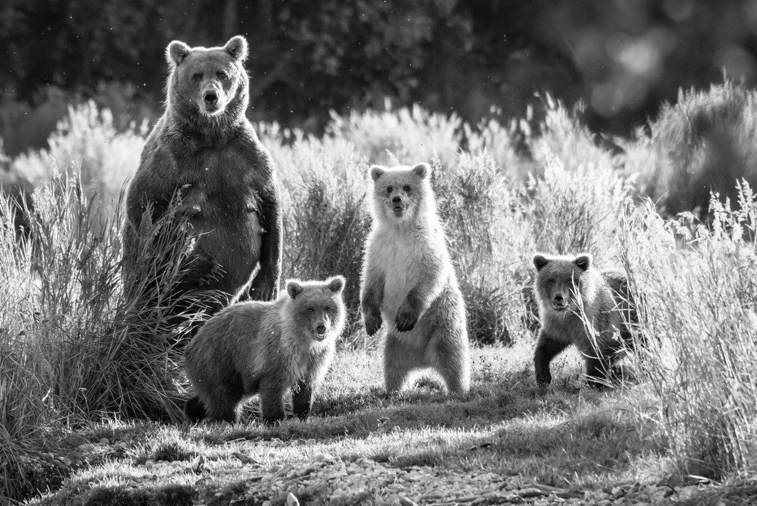 Brown bear family next to the Brooks River, fall landscape, Katmai National Park, Alaska 2000pc PuzzleBlack and White