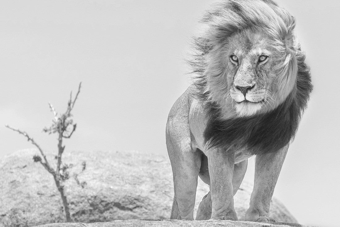 Noah Jigsaw Puzzle Lion King of African jungle, Tanzania in black white 2000 pieces