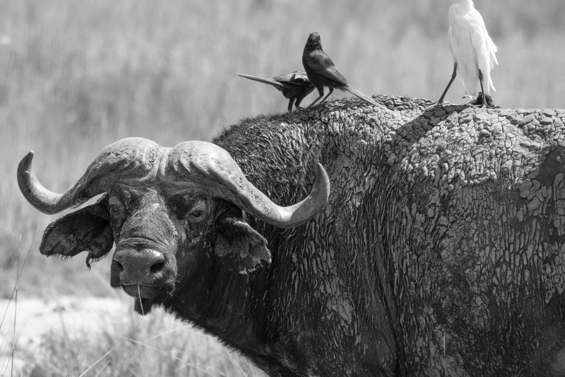 Noah Jigsaw Puzzle African buffalo in the pasture. Birds sit on its back. Murchison Falls National Park. Uganda, Africa in black white 2000 pieces