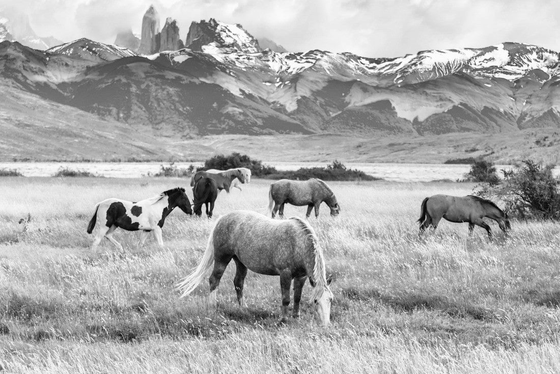 Noah Jigsaw Puzzle Torres del Paine National Park in Chile. Herd of wild horses grazing on the yellow grass. Laguna Azul is a mountain lake near three rocks in black white 2000 pieces