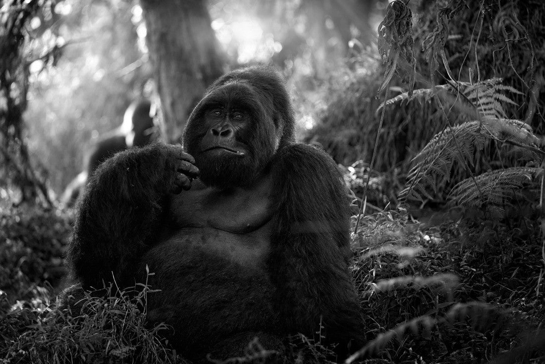Noah Jigsaw Puzzle Mountain Gorilla, Mgahinga National Park in Uganda. Close-up of the wild, large black silverback gorilla in the forest, Africa in black white 2000 pieces