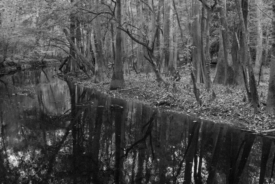 Noah Jigsaw Puzzle Cedar Creek in Congaree National Park in black white 2000 pieces