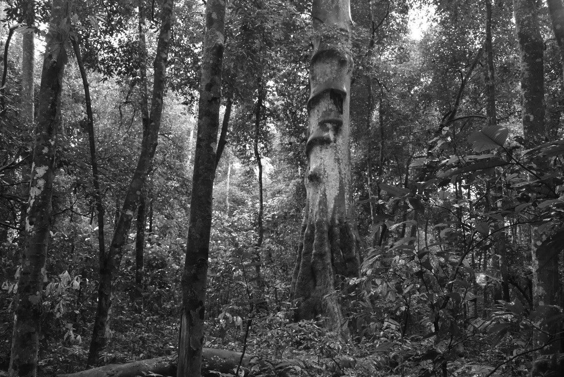 Noah Jigsaw Puzzle Green landscape of tropical Uganda in black white 2000 pieces