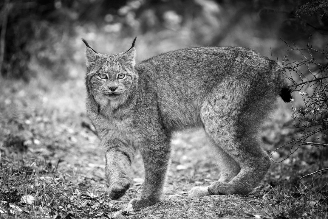 Lynx in Wildriding Mountain National Park, Canada 2000pc PuzzleBlack and White