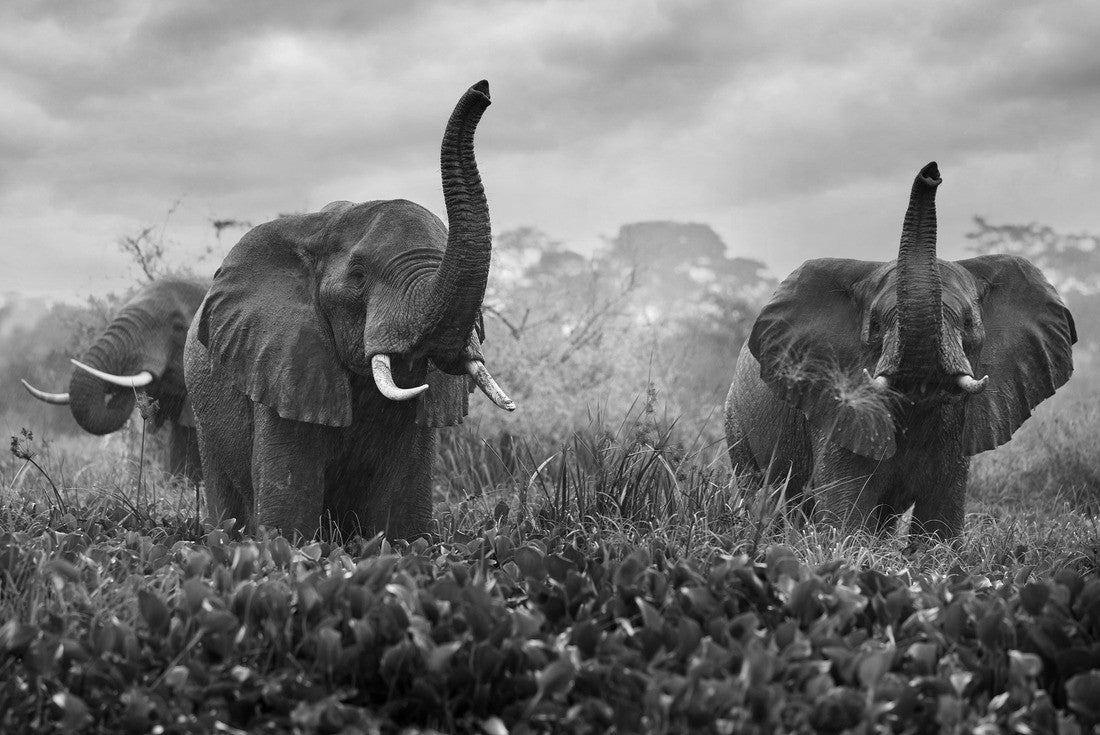 Elephant in the rain, Victoria Nile Delta. Elephant in Murchison Falls NP, Uganda 2000pc PuzzleBlack and White