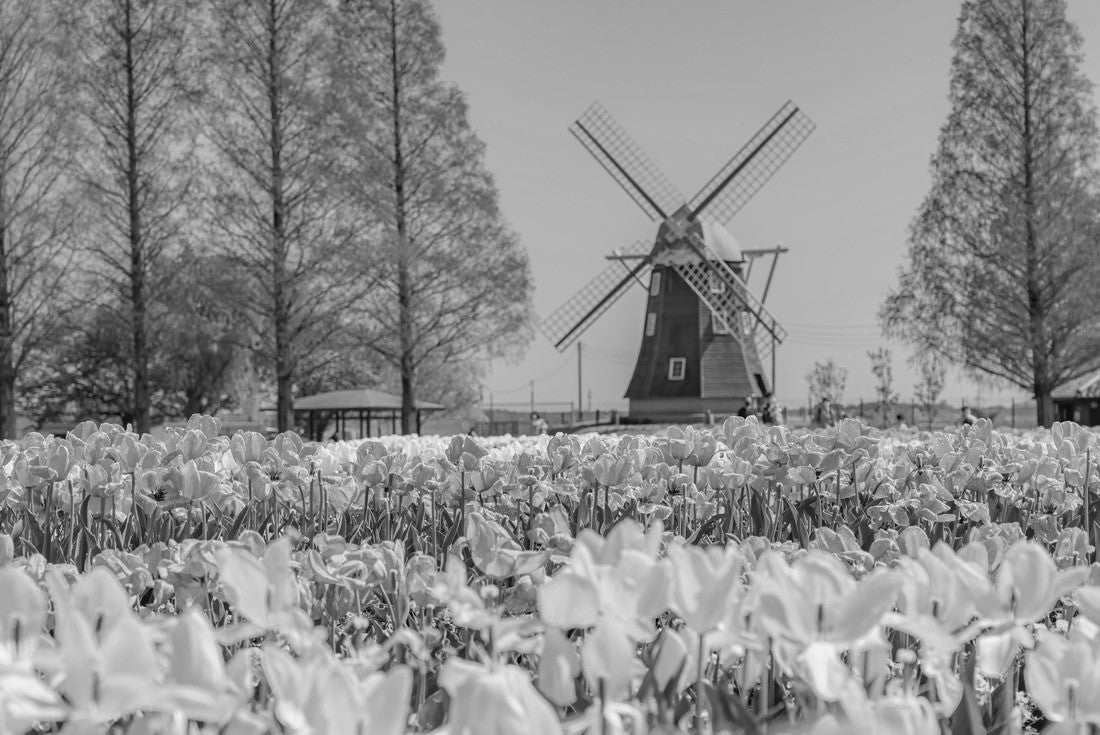 The landscape in springtime of Japan in springtime, the cityscape of Akebonoyama agricultural park in Kashiwa, Chiba 2000pc PuzzleBlack and White
